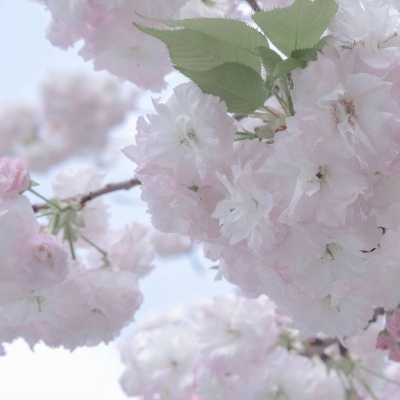 馆陶福瑞交流群